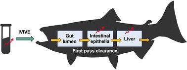 An amended in vitro–in vivo extrapolation model that accounts for first pass clearance effects on chemical bioaccumulation in fish†