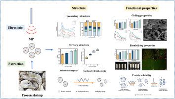 Improved gelling and emulsifying properties of myofibrillar protein from frozen shrimp (Litopenaeus vannamei) by high-intensity ultrasound