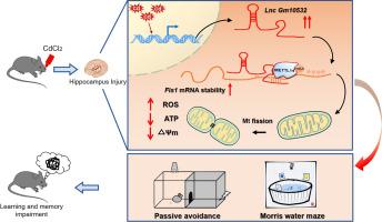 Long-term cadmium exposure impairs cognitive function by activating lnc-Gm10532/m6A/FIS1 axis-mediated mitochondrial fission and dysfunction