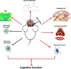 VEGF loaded nanofiber membranes inhibit chronic cerebral hypoperfusion-induced cognitive dysfunction by promoting HIF-1a/VEGF mediated angiogenesis