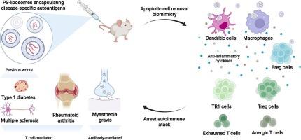 A new platform for autoimmune diseases. Inducing tolerance with liposomes encapsulating autoantigens