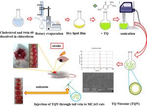 Neuroprotective effects of niosomes loaded with thymoquinone in the cerebral ischemia model of male Wistar rats