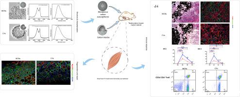 Muscle cytotoxicity and immuno-reactivity analysis of the porous carbon nanospheres fabricated by high temperature calcination