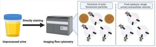 Isolation-free measurement of single urinary extracellular vesicles by imaging flow cytometry