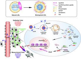 Bioinspired low-density lipoprotein co-delivery system for targeting and synergistic cancer therapy