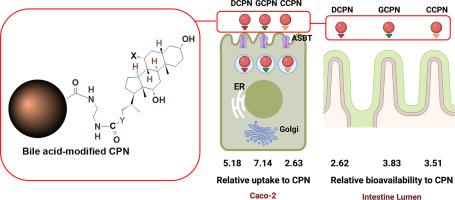 Effect of modification of polystyrene nanoparticles with different bile acids on their oral transport