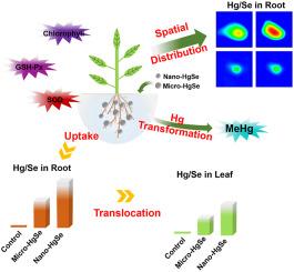 Nano mercury selenide as a source of mercury for rice