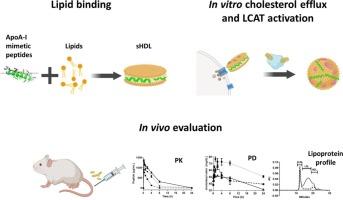 Systematic evaluation of the effect of different apolipoprotein A-I mimetic peptides on the performance of synthetic high-density lipoproteins in vitro and in vivo