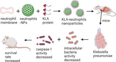 Neutrophil membrane-coated nanoparticles exhibit increased antimicrobial activities in an anti-microbial resistant K. pneumonia infection model