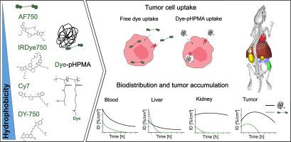 Dye labeling for optical imaging biases drug carriers' biodistribution and tumor uptake