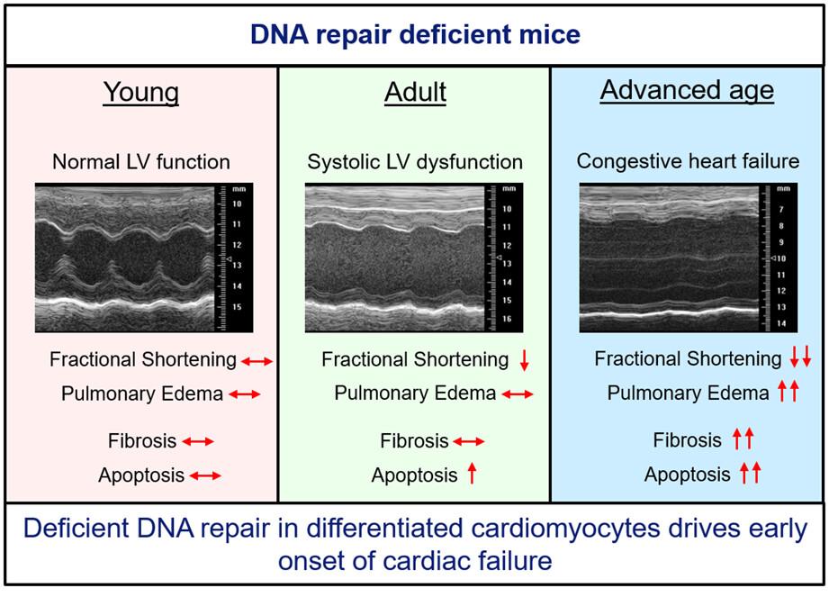 DNA repair in cardiomyocytes is critical for maintaining cardiac function in mice