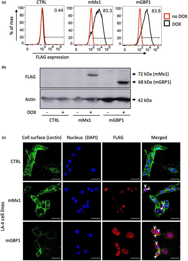 Mouse guanylate-binding protein 1 does not mediate antiviral activity against influenza virus in vitro or in vivo