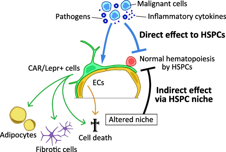 Cellular niches for hematopoietic stem cells in bone marrow under normal and malignant conditions.