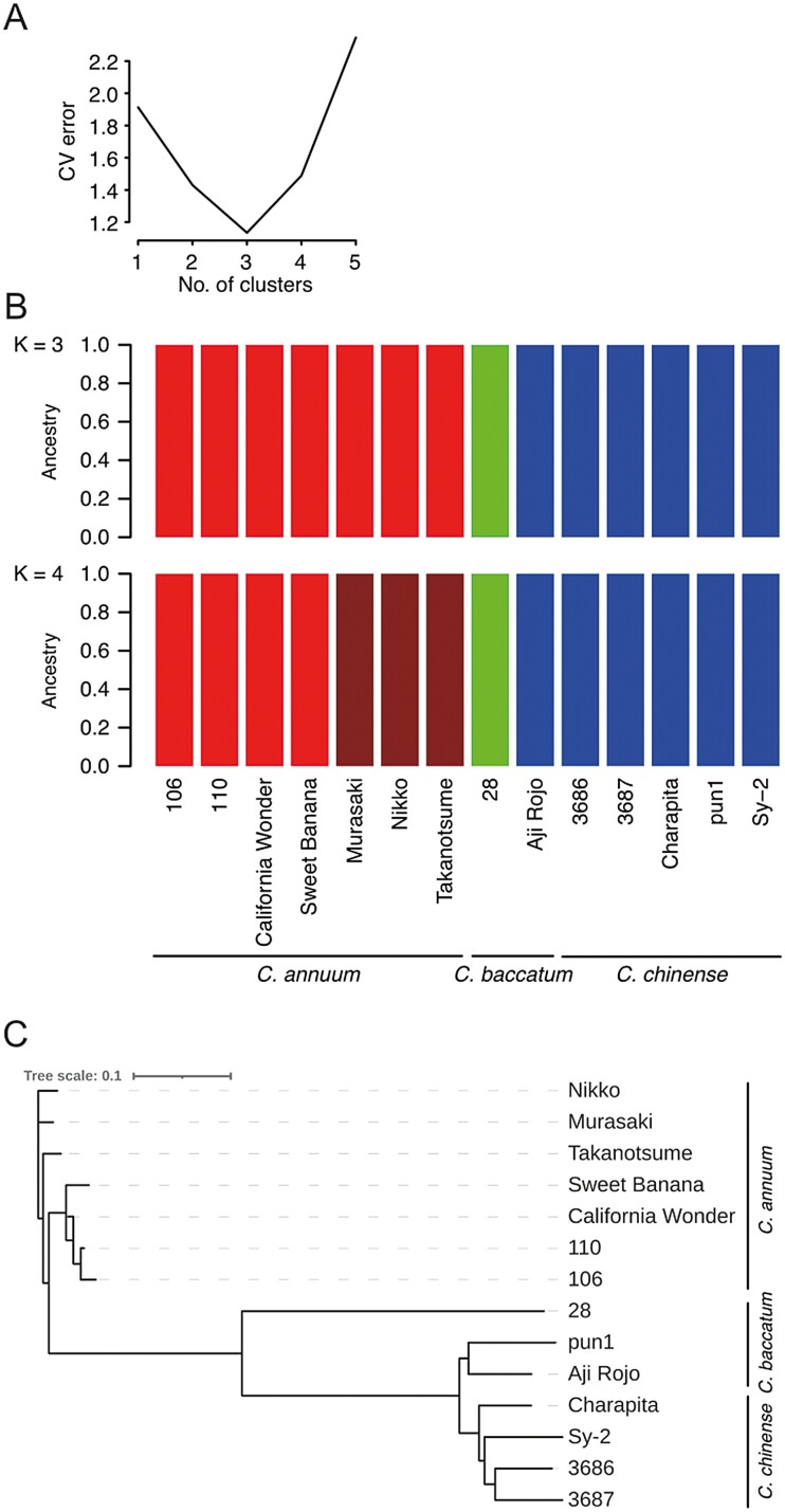 Chromosome-scale genome assembly of a Japanese chili pepper landrace, Capsicum annuum 'Takanotsume'.