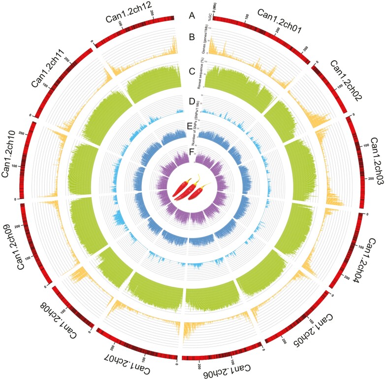 Chromosome-scale genome assembly of a Japanese chili pepper landrace, Capsicum annuum 'Takanotsume'.