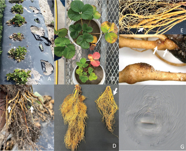 First Report of <i>Meloidogyne javanica</i> Infecting Strawberry (<i>Fragaria</i> × <i>ananassa</i>) in the United States.