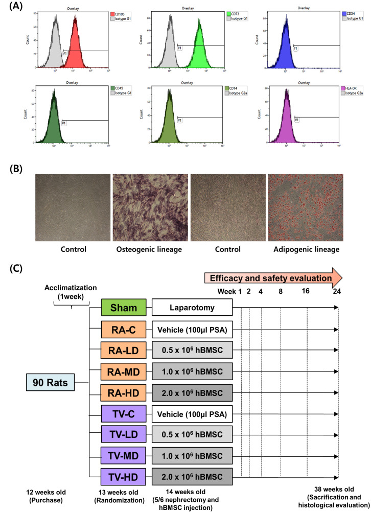 Efficacy and Safety of Human Bone Marrow-Derived Mesenchymal Stem Cells according to Injection Route and Dose in a Chronic Kidney Disease Rat Model.