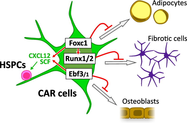 Cellular niches for hematopoietic stem cells in bone marrow under normal and malignant conditions.