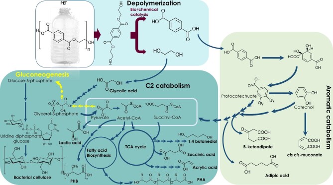 Repurposing of waste PET by microbial biotransformation to functionalized materials for additive manufacturing.