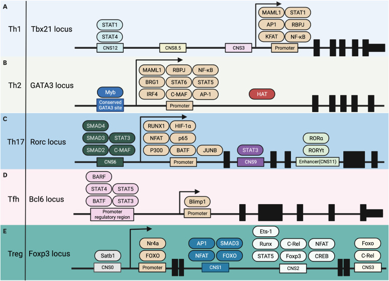 Transcriptional and Epigenetic Regulation of Context-Dependent Plasticity in T-Helper Lineages.