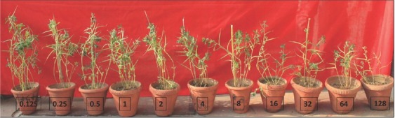 A Seinhorst Model Determined the Host-Parasite Relationships of <i>Meloidogyne Javanica</i> Infecting Fenugreek Cv. UM202.