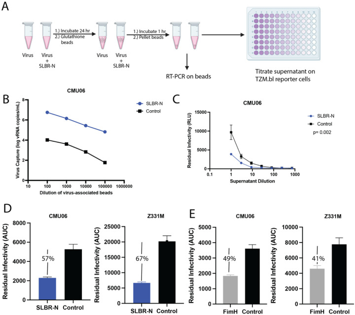 HIV-1 interaction with an <i>O</i>-glycan-specific bacterial lectin enhances virus infectivity and resistance to neutralization by antibodies.