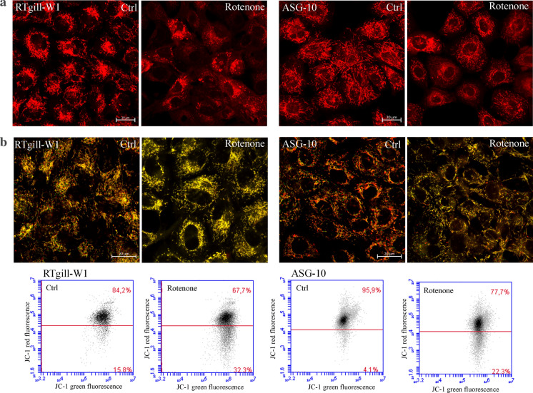 The gill epithelial cell lines RTgill-W1, from Rainbow trout and ASG-10, from Atlantic salmon, exert different toxicity profiles towards rotenone.