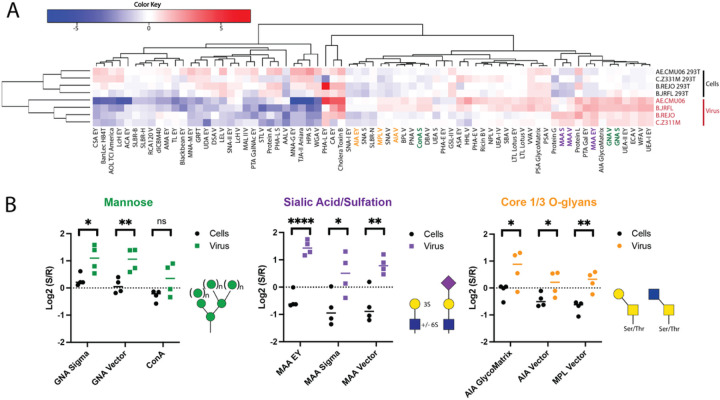 HIV-1 interaction with an <i>O</i>-glycan-specific bacterial lectin enhances virus infectivity and resistance to neutralization by antibodies.