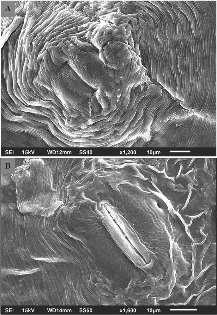 A Seinhorst Model Determined the Host-Parasite Relationships of <i>Meloidogyne Javanica</i> Infecting Fenugreek Cv. UM202.