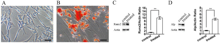 Tracking of Stem Cells from Human Exfoliated Deciduous Teeth Labeled with Molday ION Rhodamine-B during Periodontal Bone Regeneration in Rats.