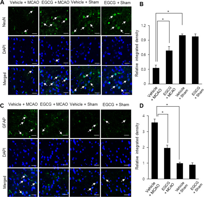 Epigallocatechin gallate restores the reduction of protein phosphatase 2 A subunit B caused by middle cerebral artery occlusion.