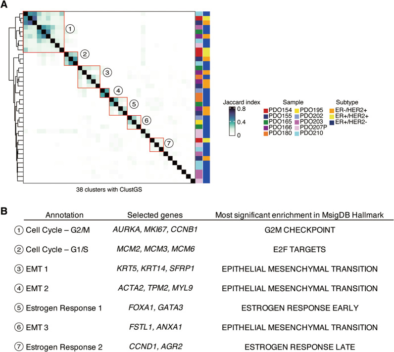 Transcriptomic intratumor heterogeneity of breast cancer patient-derived organoids may reflect the unique biological features of the tumor of origin.