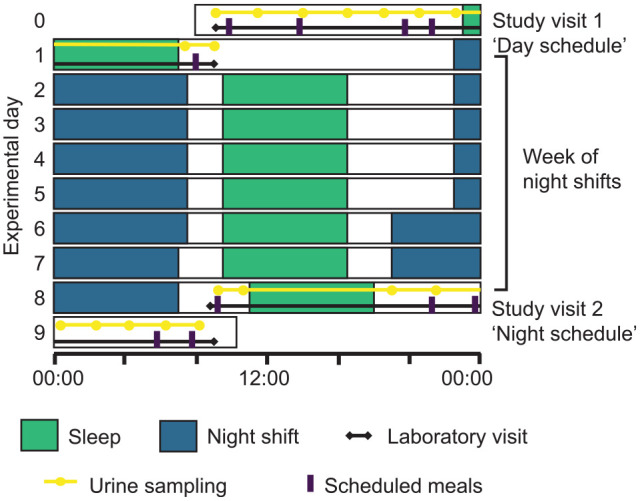 The Effect of Night Shifts on 24-h Rhythms in the Urinary Metabolome of Police Officers on a Rotating Work Schedule.