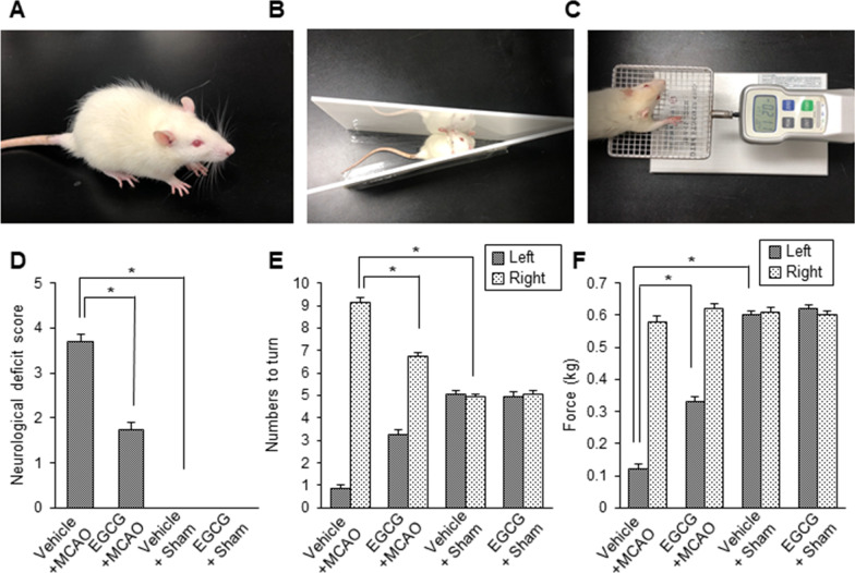 Epigallocatechin gallate restores the reduction of protein phosphatase 2 A subunit B caused by middle cerebral artery occlusion.