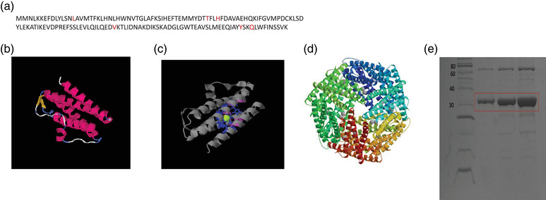 Characterization of FA1654: A putative DPS protein in Filifactor alocis.