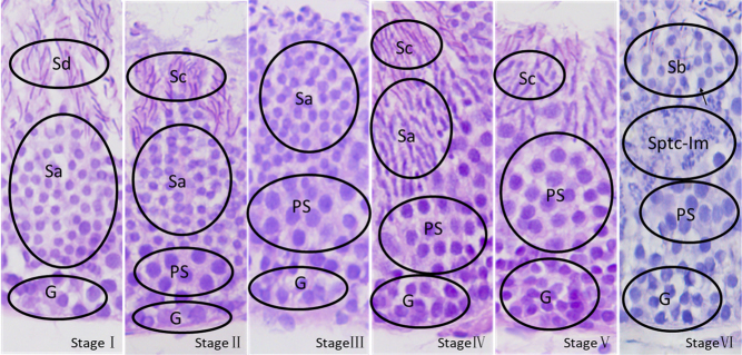 Study on the pattern of spermatogenesis during the breeding season of the Chinese soft-shelled turtle, Pelodiscus sinensis (Reptilia: Trionychidae).