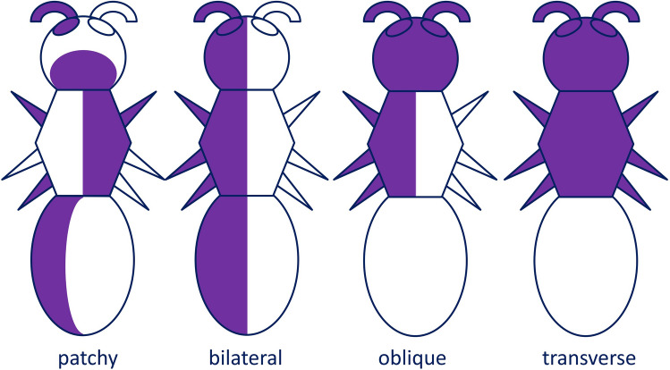 Descriptive versus causal morphology: gynandromorphism and intersexuality.