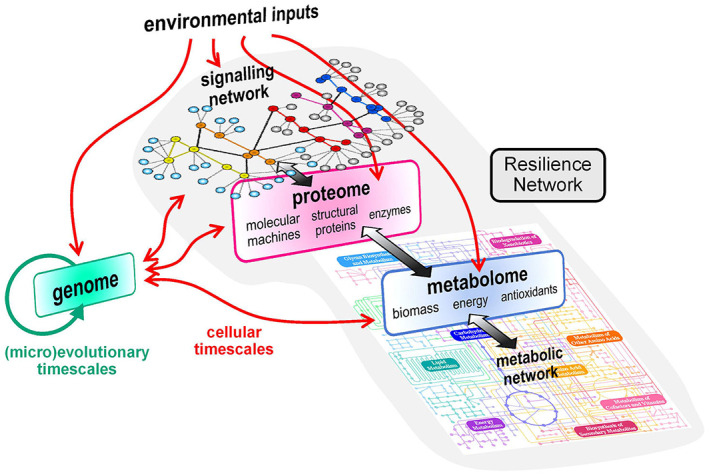 Fungal resilience and host-pathogen interactions: Future perspectives and opportunities.