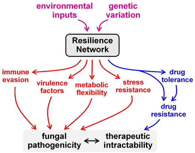 Fungal resilience and host-pathogen interactions: Future perspectives and opportunities.