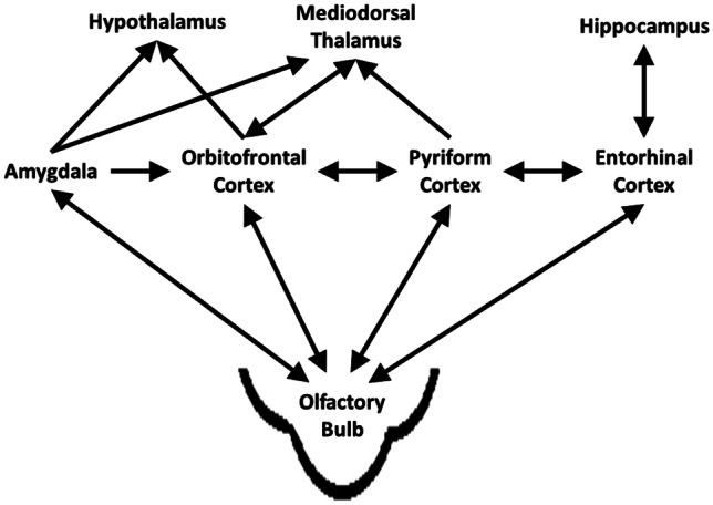 Does Olfactory Training Improve Brain Function and Cognition? A Systematic Review.