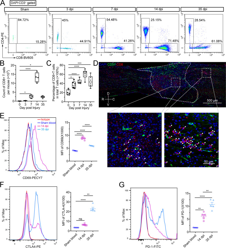 IFN-γ-STAT1-mediated CD8<sup>+</sup> T-cell-neural stem cell cross talk controls astrogliogenesis after spinal cord injury.