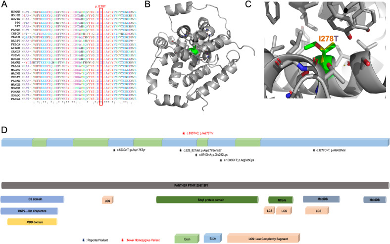 SHQ1-associated neurodevelopmental disorder: Report of the first homozygous variant in unrelated patients and review of the literature.