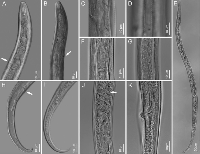 Molecular and Morphological Characterization of <i>Tylenchus Zeae</i> n. Sp. (Nematoda: Tylenchida) from Corn (<i>Zea Mays</i>) in South Carolina.