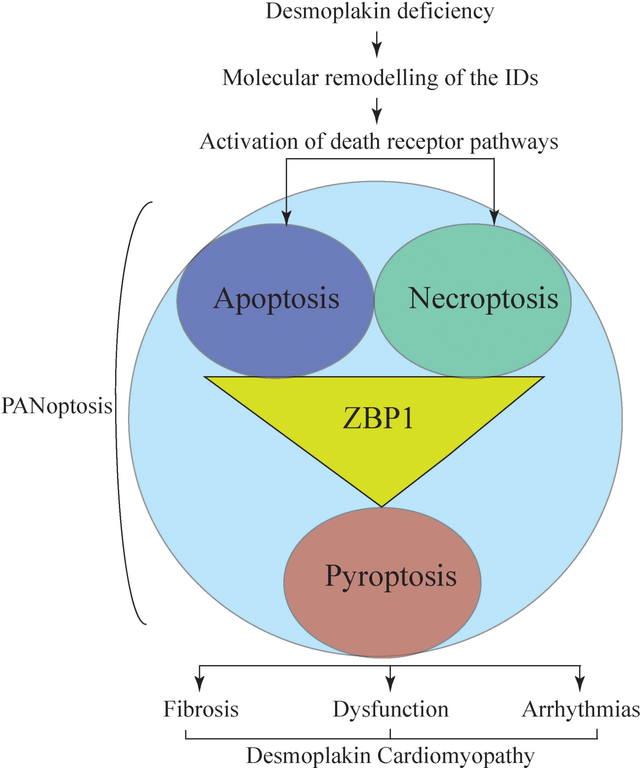 PANoptosis is a prominent feature of desmoplakin cardiomyopathy.