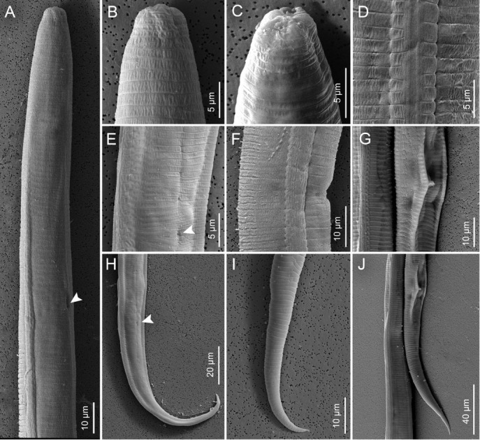 Molecular and Morphological Characterization of <i>Tylenchus Zeae</i> n. Sp. (Nematoda: Tylenchida) from Corn (<i>Zea Mays</i>) in South Carolina.