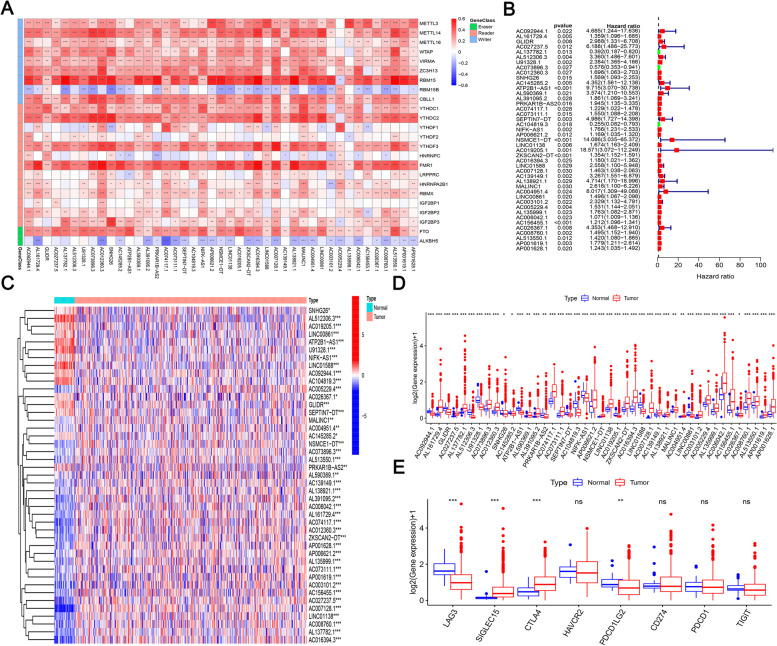 m6A-related lncRNA-based immune infiltration characteristic analysis and prognostic model for colonic adenocarcinoma.