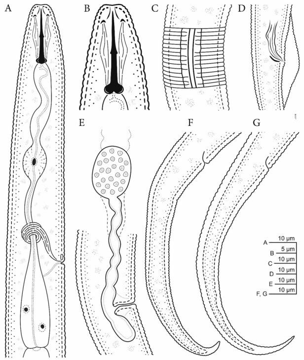 Molecular and Morphological Characterization of <i>Tylenchus Zeae</i> n. Sp. (Nematoda: Tylenchida) from Corn (<i>Zea Mays</i>) in South Carolina.