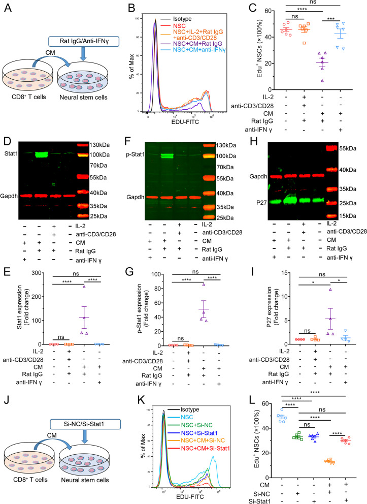 IFN-γ-STAT1-mediated CD8<sup>+</sup> T-cell-neural stem cell cross talk controls astrogliogenesis after spinal cord injury.