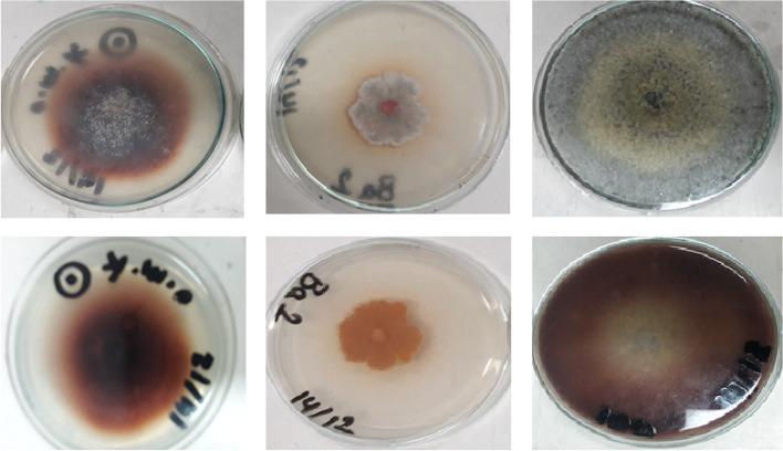 Production of a novel laccase from Ceratorhiza hydrophila and assessing its potential in natural dye fixation and cytotoxicity against tumor cells.