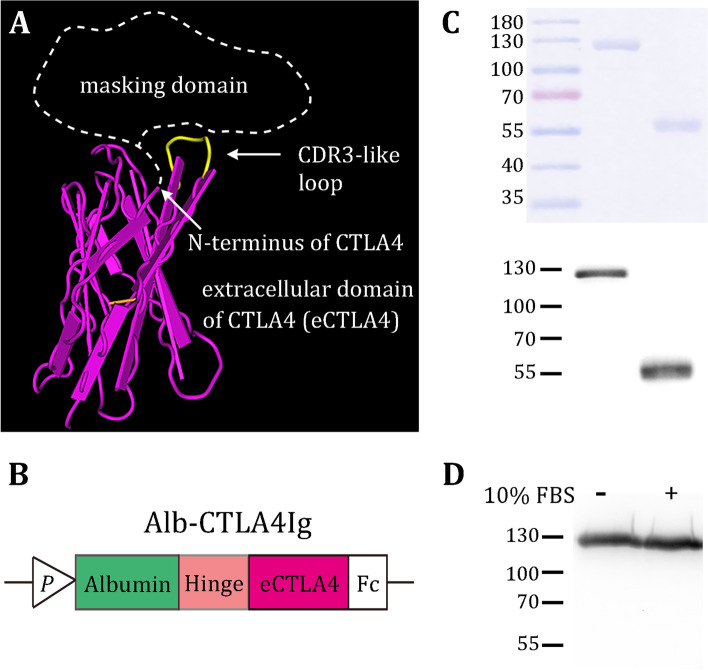 A lesion-selective albumin-CTLA4Ig as a safe and effective treatment for collagen-induced arthritis.